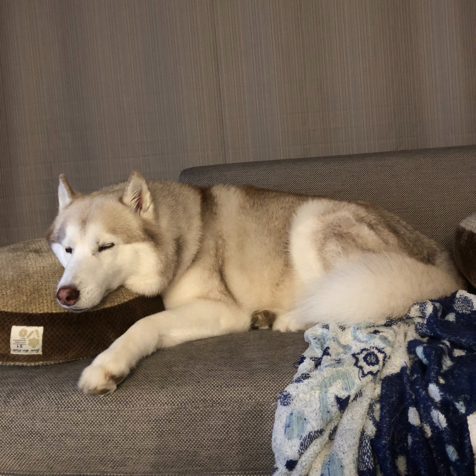 ヴィヴィアン シベリアンハスキー Viviennehusky Twitter