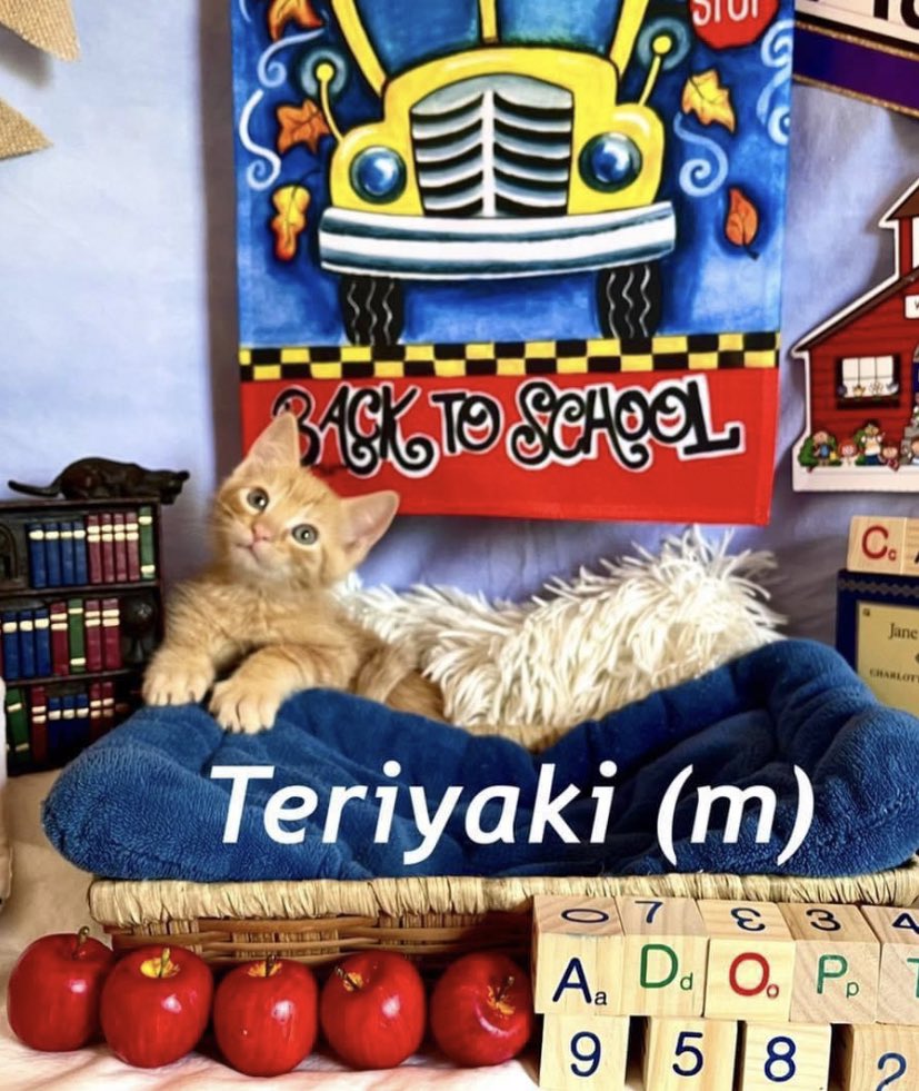 Bro_kelleyyPerk's tweet photo. I know I shouldn’t, but I feel like I need to adopt teriyaki 🥺 https://t.co/AFaqCDUjCi
