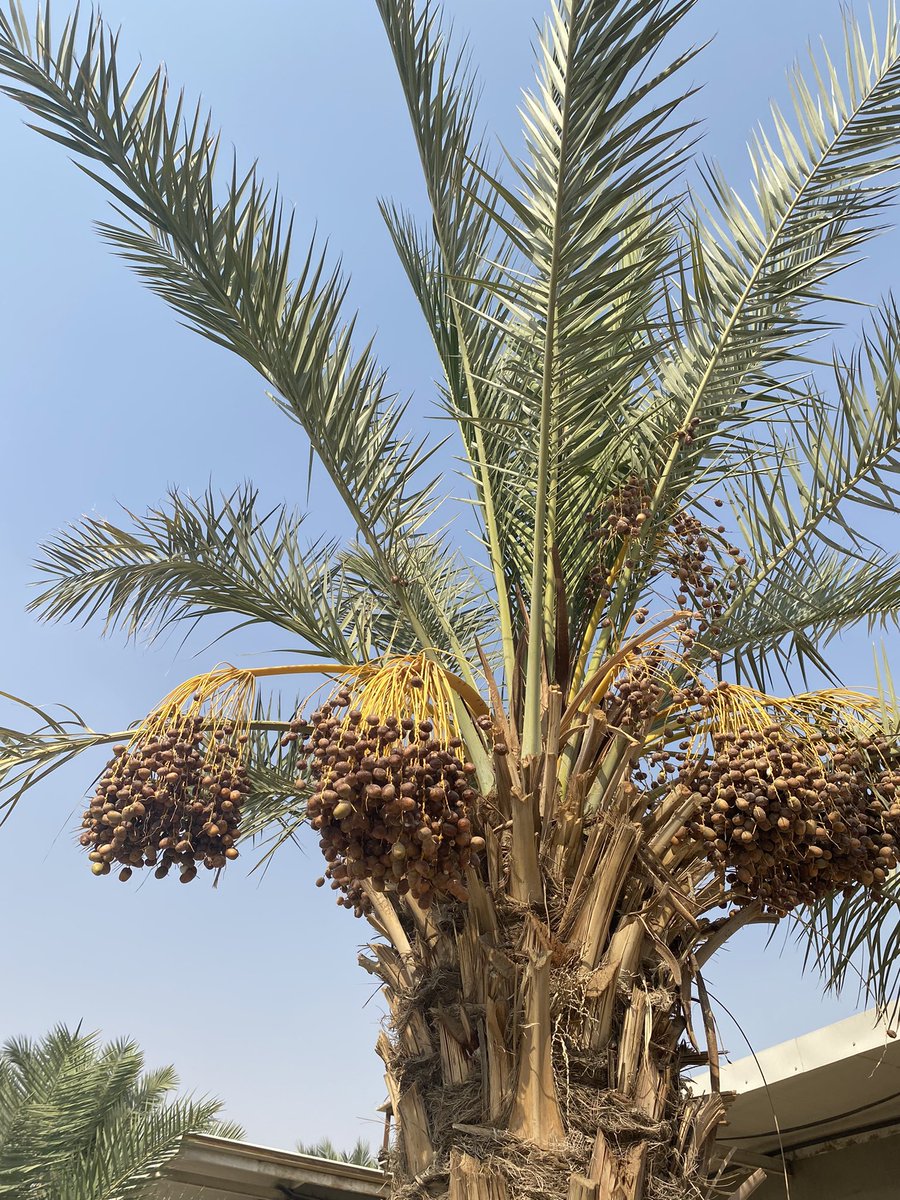 धेरै खान नसकिने! पाकेर पनि खेर गैरहेको छ।