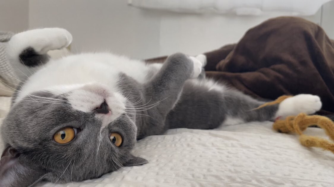 いつも癒しをありがとう

#ツキミ
#世界猫の日