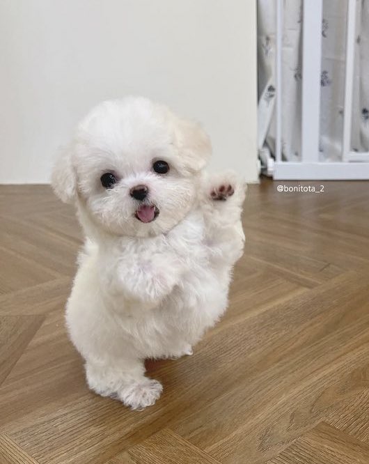 apeachkjw_'s tweet photo. พรีเดบิ้ว น้องจองอู https://t.co/8m0bcYa0dr