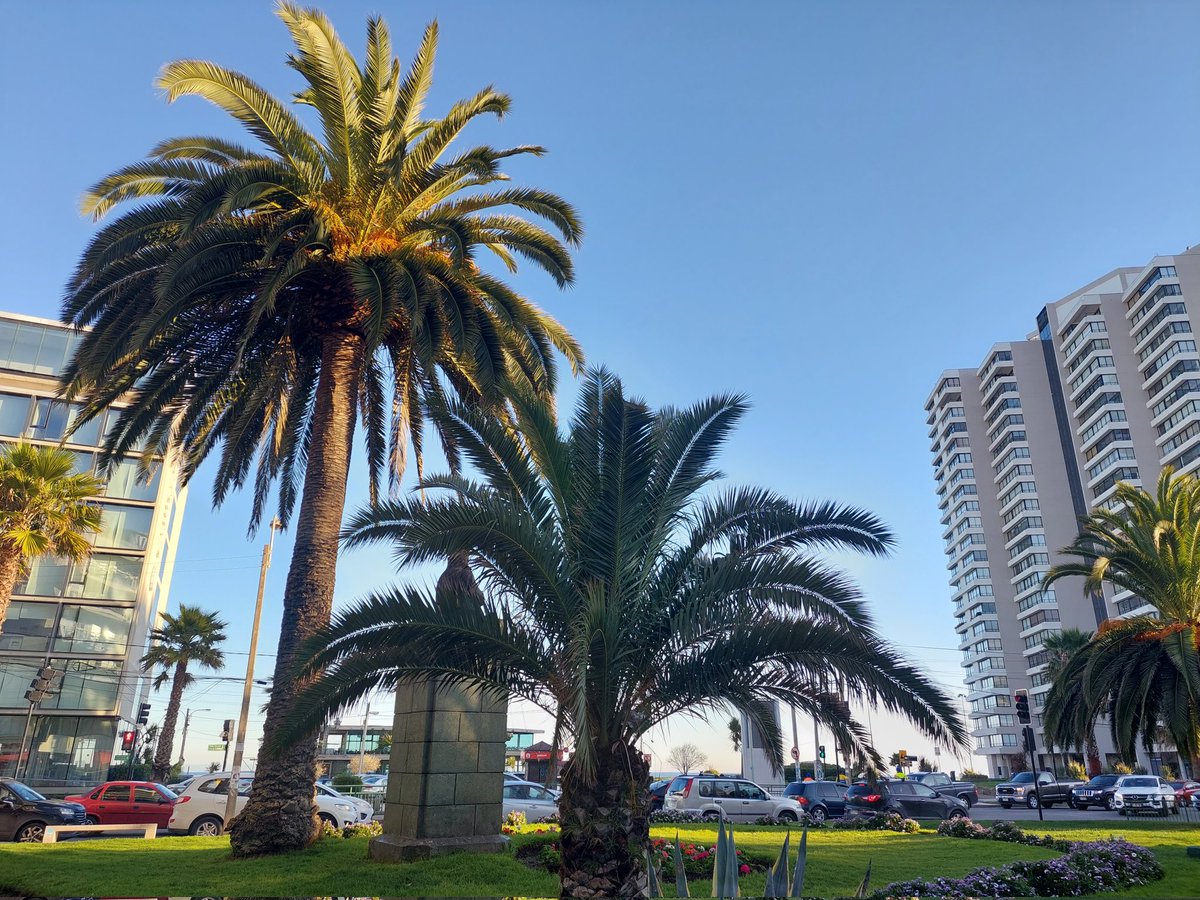 JV55_VinadelMar's tweet photo. 😃 Buen inicio de semana con un radiante día en Viña.

@JVBarrioCasino #SectorPoniente #ViñadelMar #GranValparaíso. https://t.co/1GlUqEtTC3