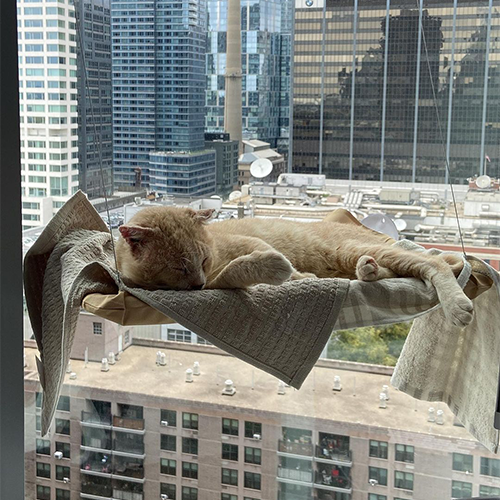 MeowAsFluff's tweet photo. Meet Dennis, The Handsome Cat Who Is Searching For His Forever Home After Surviving A Difficult Life On The Streets Of NYC!
https://t.co/lYiqDDzTJf
#catlover #fivcat #fivcats #adoptme #adoptdontshop #gingercat #orangecats #rescuecats #catsofnyc https://t.co/KaHAhLtEt3