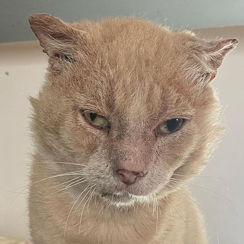 MeowAsFluff's tweet photo. Meet Dennis, The Handsome Cat Who Is Searching For His Forever Home After Surviving A Difficult Life On The Streets Of NYC!
https://t.co/lYiqDDzTJf
#catlover #fivcat #fivcats #adoptme #adoptdontshop #gingercat #orangecats #rescuecats #catsofnyc https://t.co/KaHAhLtEt3