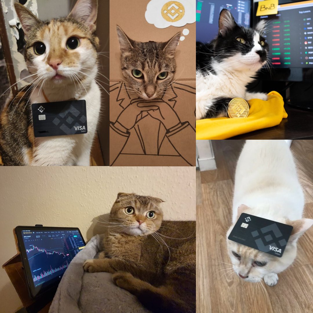 binance's tweet image. A collage of #BinanceCat's to celebrate #InternationalCatDay 🐱