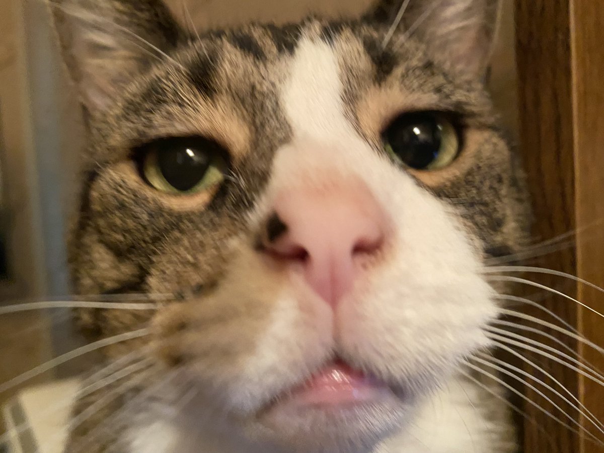 StephanieDolan's tweet photo. Being #CatCurious on #InternationalCatDay https://t.co/uSVW0EpW5j