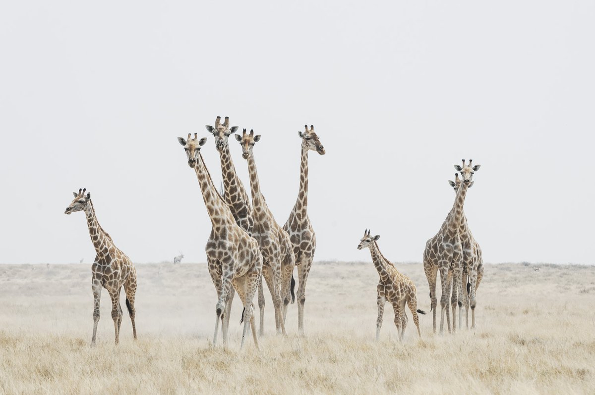 peterdelaneyphotography.com/unsung-wild-ar…