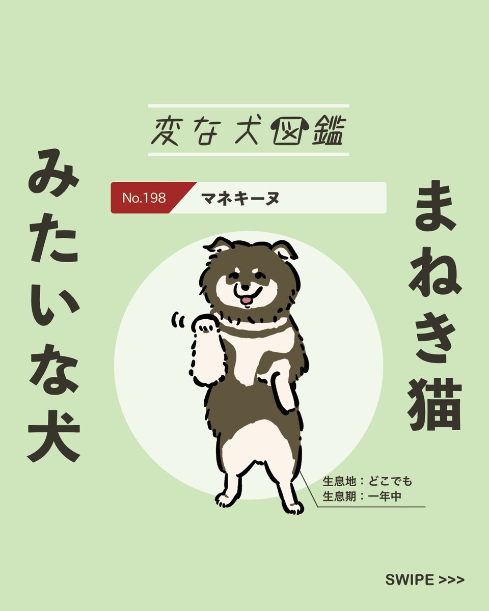 【#変な犬図鑑】
No.198 マネキーヌ
まねき猫みたいなあの犬です。 