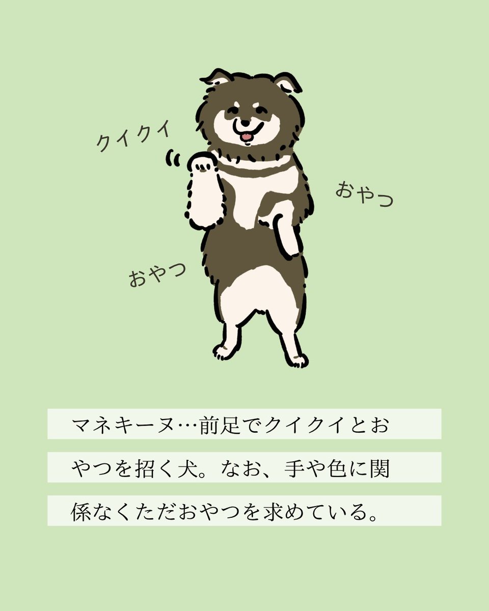 【#変な犬図鑑】
No.198 マネキーヌ
まねき猫みたいなあの犬です。 