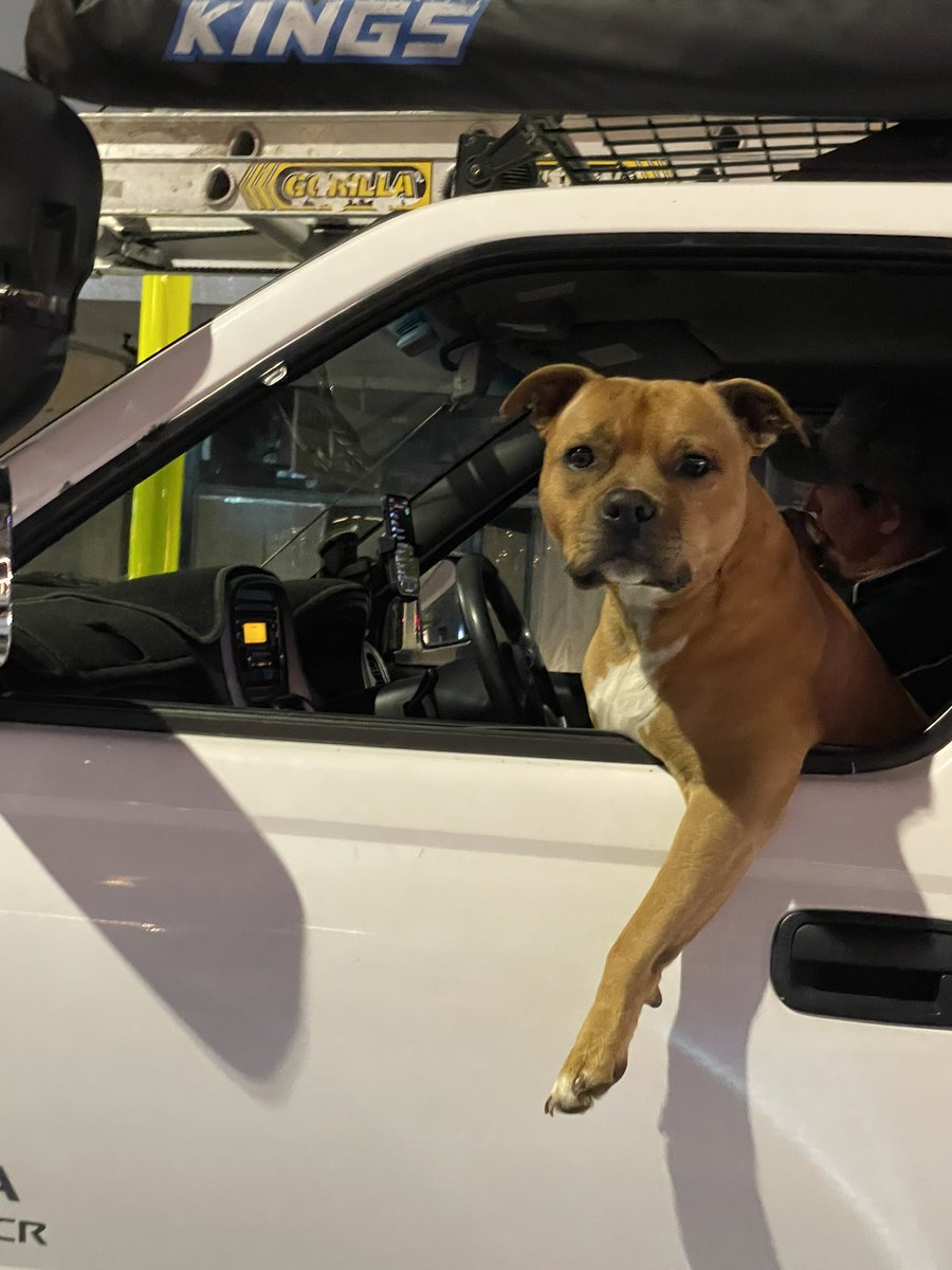 dom_long's tweet image. Some dog just road raged me