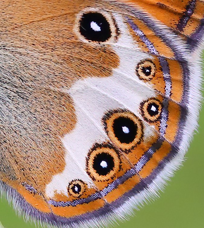Sevdiğim türlerden.
Kanat ucuna yakın gümüş banda hastayım.:)

Funda Zıpzıp Perisi » Coenonympha arcania
Kocaeli 2018