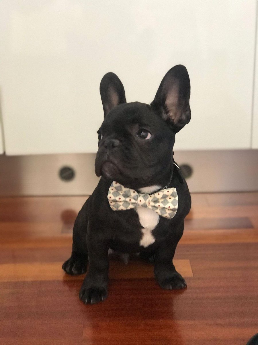 BowjangleDogs's tweet photo. Back to the office Monday!
Small size #dogbowtie. Fabric made by Lewis &amp; Wood
https://t.co/y0Mg35Us4z
#dogbowtie #dogaccessories #dogsabouttown #occasion #bostonterrier #frenchbulldog #lewisandwood #luxuryfabric https://t.co/uBniMdDQ34