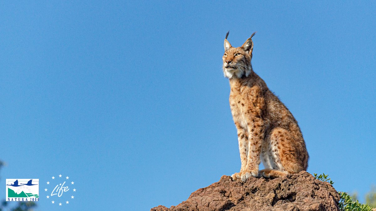 EU_ENV's tweet photo. Today is #InternationalCatDay 🐅
Thanks to 🇪🇺 #Natura2000 and several
@LIFEprogramme projects in 🇪🇸 & 🇵🇹, the Iberian Lynx population increased from 94 individuals in 2002 to over 1000 in 2020!
Learn more about this big, wild cat ➡️https://t.co/cNpsZ63Zw2 https://t.co/d7T6ny0JIX