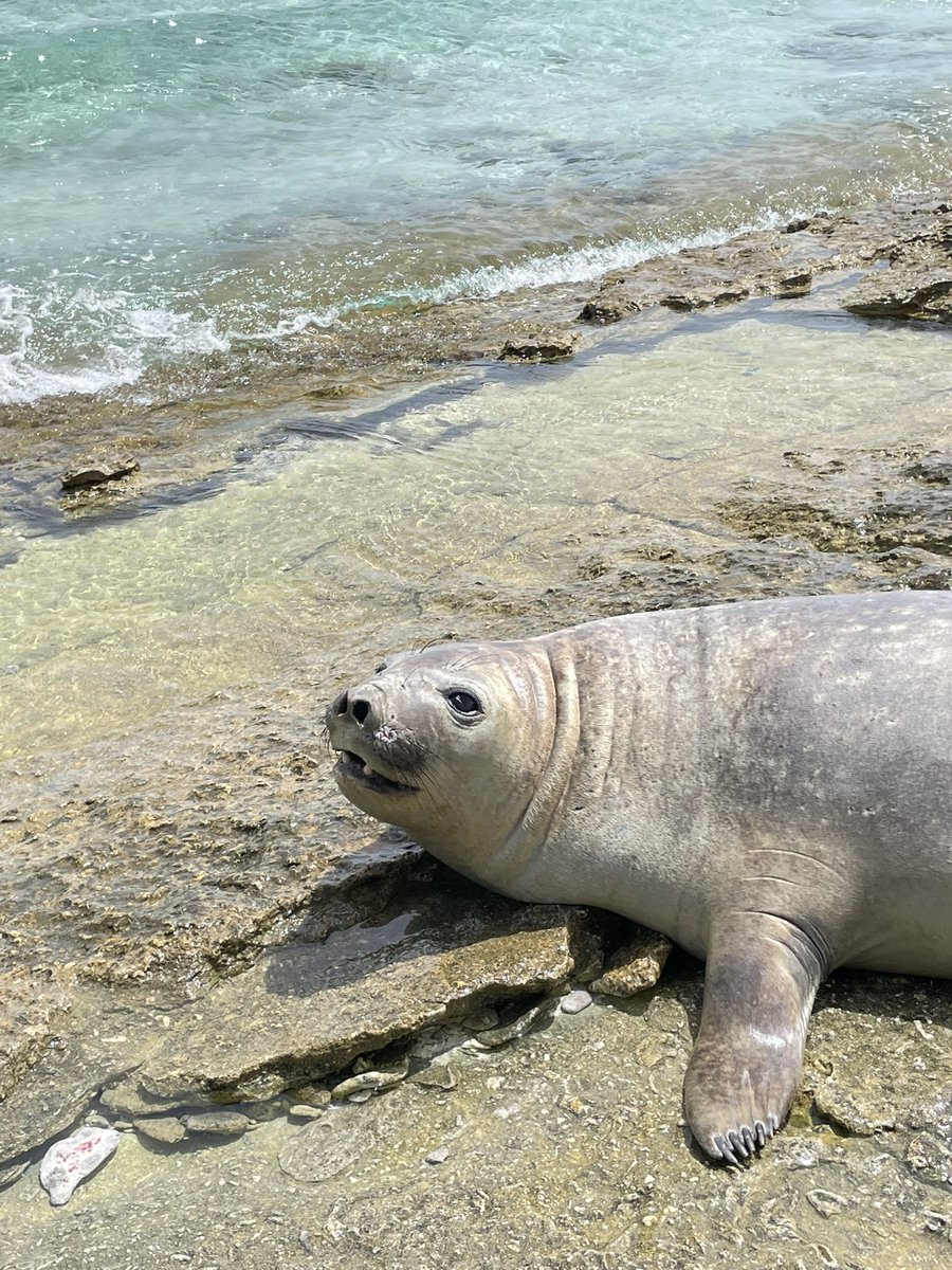 alinyrehs's tweet photo. Why do we get the urge to get a stick and poke it if there is an unfamiliar species around? The seal was sleeping peacefully before people decided to get sticks and send it “home”. It was not beached or in distress. @PoliceMv @EPAMaldives @DhekunuNizar @AdduCityCouncil https://t.co/xKvpy2qxoN