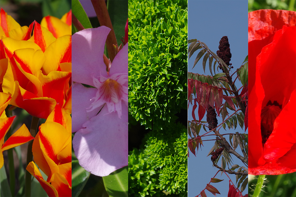 Sondergarten's tweet photo. Wahl der "Giftpflanze des Jahres 2023"
Das sind die Kandidaten: #Tulpe, #Oleander, #Petersilie, #Essigbaum, #Klatschmohn.
Jetzt online abstimmen unter: https://t.co/rLX2RqfjI6
#gdj #giftpflanzedesjahres #giftpflanze #naturdesjahres https://t.co/ctBaoJTbt1