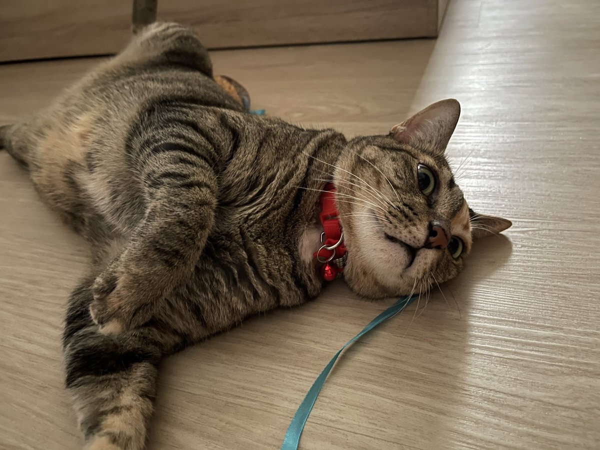 chescablacktea's tweet photo. 🐱Happy World Cat Day🐱 
รักเจ้าอ้วนที่สุดดดดด ❤️❤️❤️ 

#วันแมวโลก #InternationalCatDay https://t.co/8OvI9ACavF