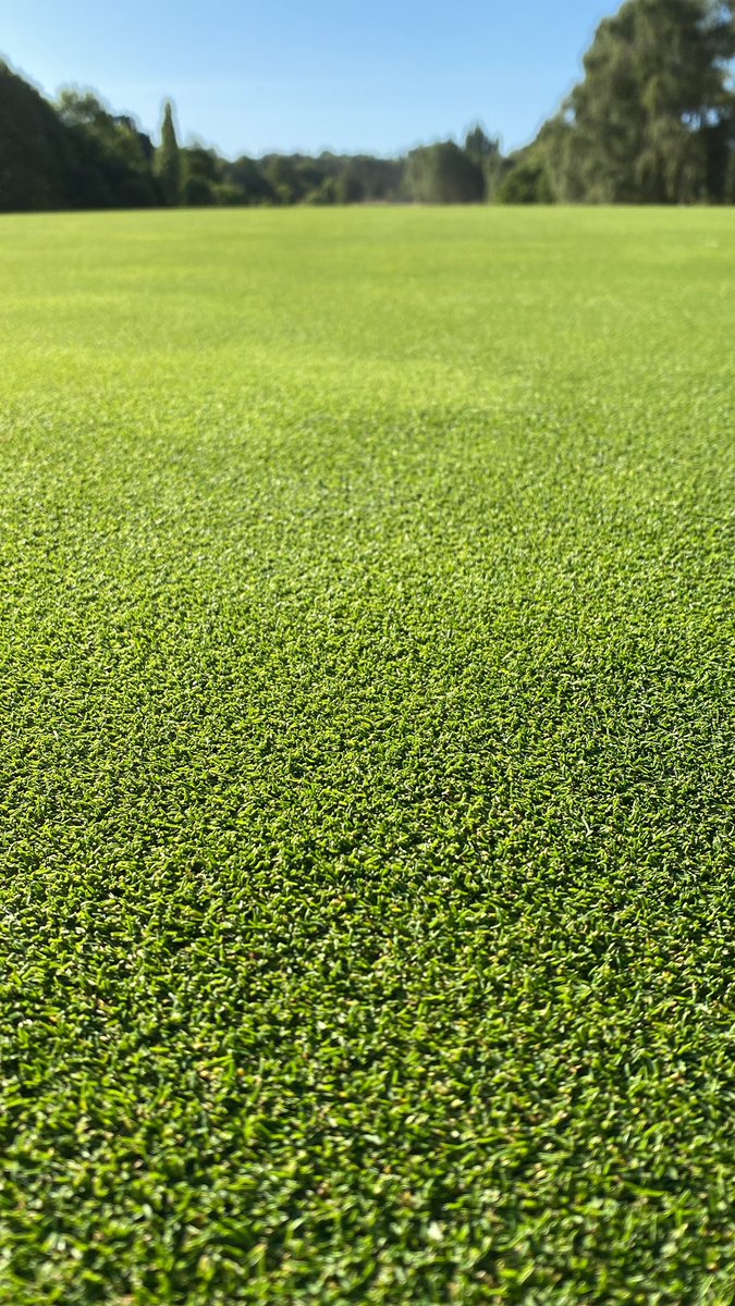 mattwhiting31's tweet photo. Crystal Bluelinks absolutely loving the warm weather at the moment 🌱. Rest of the course is getting really desperate for some rain 🙏🏻. @T2GBentgrass @turfcarescott https://t.co/dXdki7nb03