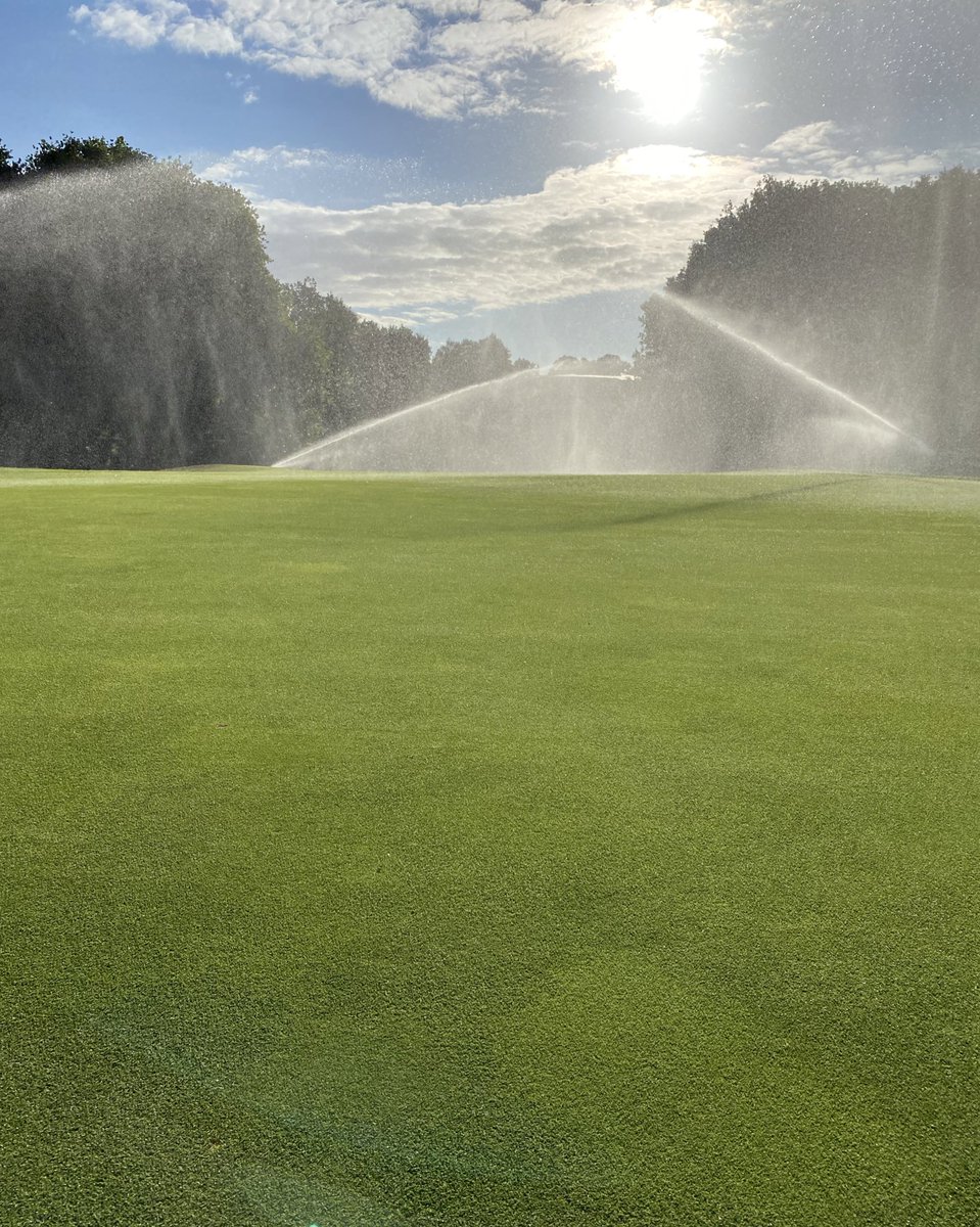 mattwhiting31's tweet photo. Crystal Bluelinks absolutely loving the warm weather at the moment 🌱. Rest of the course is getting really desperate for some rain 🙏🏻. @T2GBentgrass @turfcarescott https://t.co/dXdki7nb03