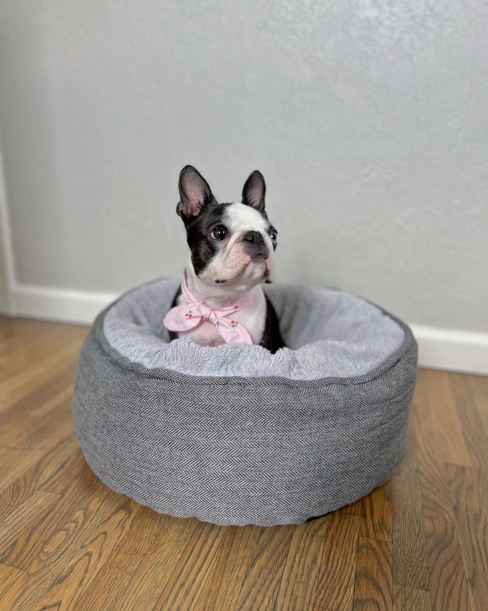 marymsmithson56's tweet photo. Hope y'all are having a cherry good Sunday! 🍒
.
.
.
.
.
.
#pupfluencer #dogcinlothes #doggomode https://t.co/CakW7cy8Xe