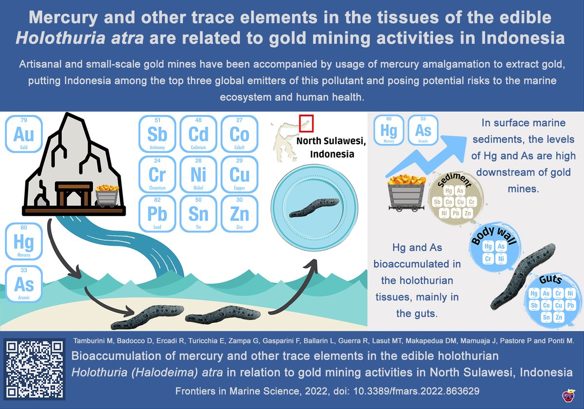 Evuz12's tweet photo. This study focuses on the contamination of mercury and other trace elements coming from both industrial and artisanal gold mines in marine sediments and the tissue of the edible holothurian H. atra in North Sulawesi, Indonesia. Check this out at https://t.co/lp69RCza9K https://t.co/bU9AMBs48l