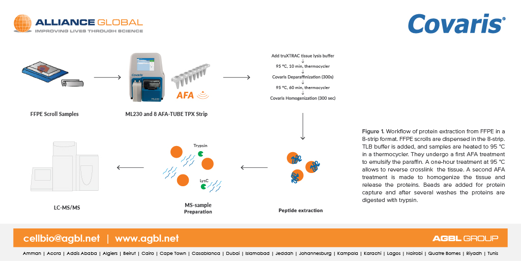 Did you know that Covaris Adaptive Focused Acoustics Technology can be utilized for automated #proteinextraction from #clinicalsamples?

Read more here: bit.ly/3yrvTaQ

#lifesciences #massspectrometry #labautomation #laboratoryautomation #agbl #agblgroup #allianceglobal