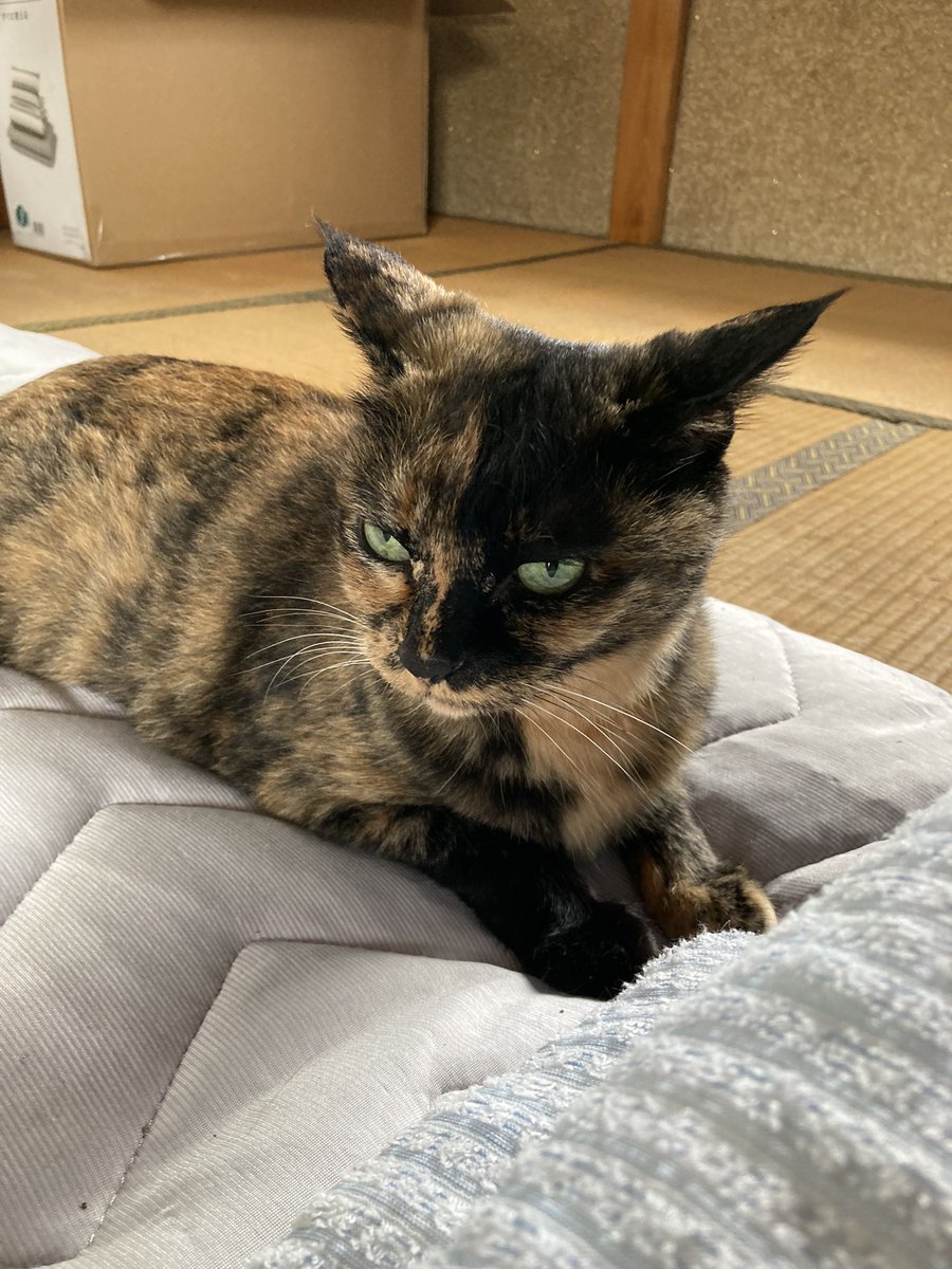 rinruki3054's tweet photo. こんばんは､､､

お久しぶりです
Twitter覗かす💦
すいません

前日、息子の家の猫さんになった、ほたさんが
リンパ腫と診断されました😭

様子見したいので､､､
しばらくTwitter
お休みさせて下さい https://t.co/FycB5bWau9
