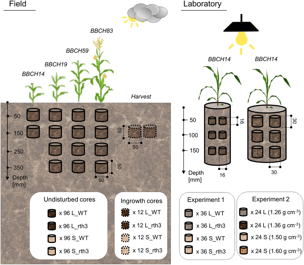vadosezonej's tweet image. #ArticleHighlight #VZJcollection

➡️ Check out one of the most #cited papers in 2021: doi.org/10.1002/vzj2.2…

&quot;Soil texture and structure heterogeneity predominantly governs bulk density gradients around #roots&quot; by Phalempin et al. 🌽🌽 

@wileyearthspace @UFZ_de #rhizosphere