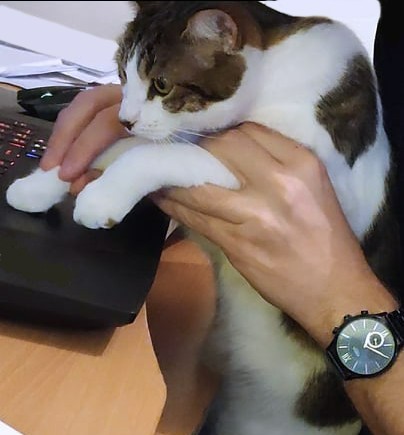 Aujourd'hui c'est la journée des chats ! Alors si toi aussi tu en as marre qu'ils t'empêchent de télétravailler...tu n'as qu'à les former à <a href="/Digisup/">デジタルサポート</a> 😉🐱

#journeedeschats #teletravail #ordinateur #formation #Digisup

Retrouvez le lien ci-dessous : {{digisup.com/candidatez-en-…}}