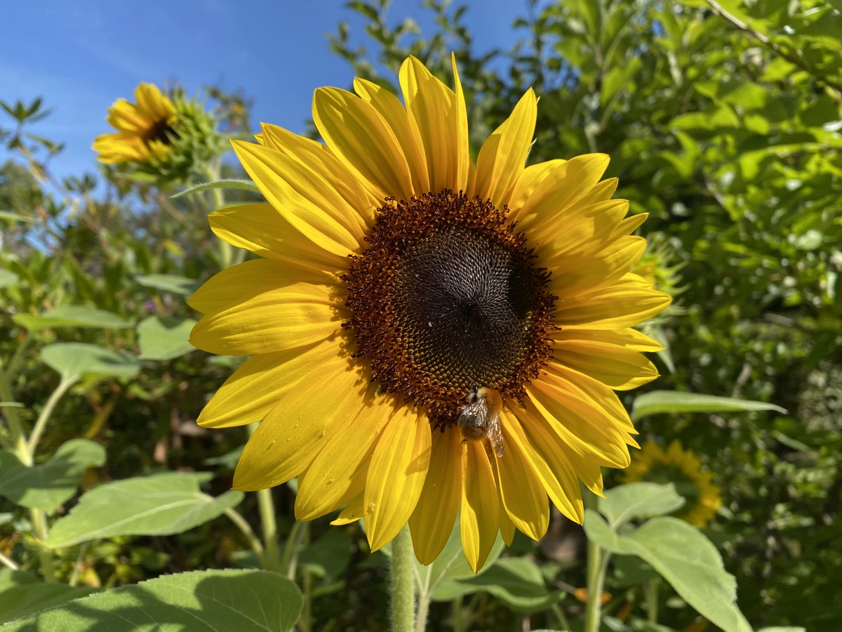 horads's tweet photo. Genießt den Sommer! Lieber mal bummeln als hummeln.
(Oh, der war schlecht. #EpicSummerFail) https://t.co/BtBatPlUv4