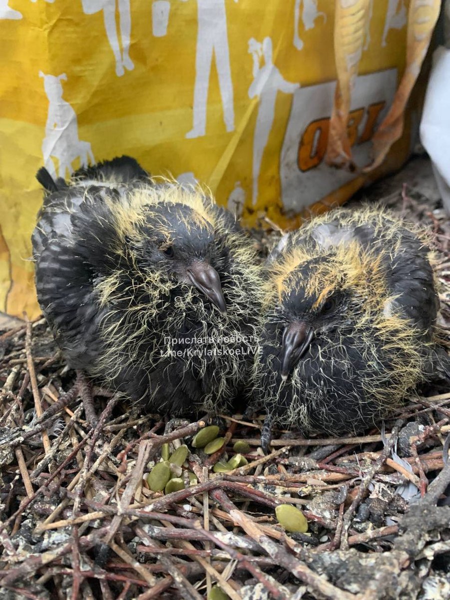 moscowchangesru's tweet photo. 🐣Жители района Крылатское нашли сюрприз на балконе. 

Голуби свили гнездо в зимней резине, там же у птиц появил��сь потомство.

Пора проверить свой балкон.

#москваменяется #новости https://t.co/bMZpC0U2K7