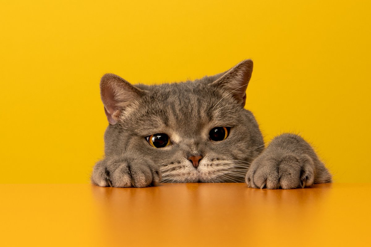 Pinterest Jp ピンタレスト Pinterestjp Twitter