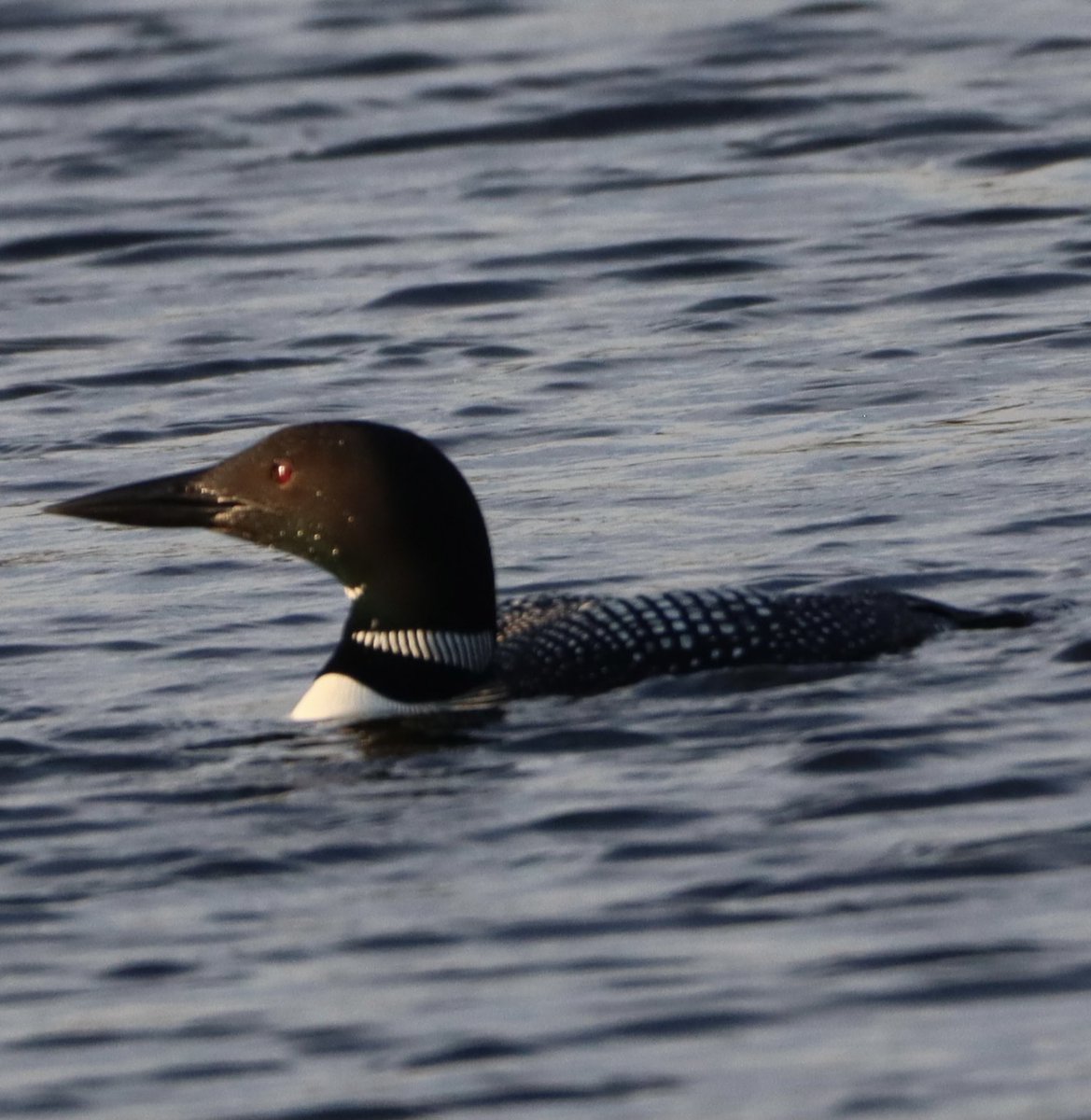Hello #Monday ❤️ a Common Loon, cruising the warm waters of the Big Rideau ! So nice to see them so close to the shoreline ❤️ #loon #commonloon #TwitterNatureCommunity #NaturePhotography #TwitterNaturePhotography #BirdTwitter #birdphotography #Birds ❤️
