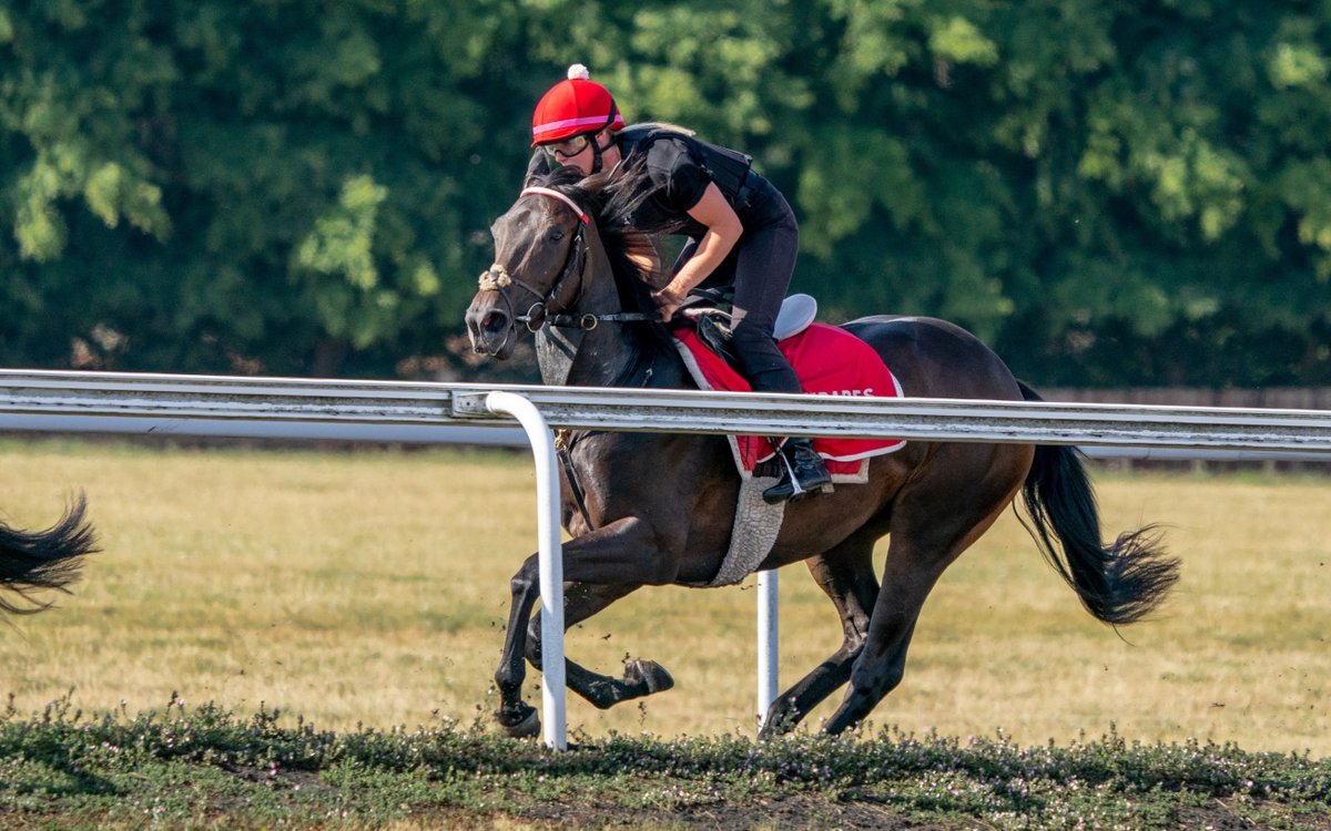 OldGoldRacing's tweet photo. NoNayNever Filly, Fitz Perfectly, has been straight forward in all aspects of her training to date &amp; she has been a pleasure to have at Bedford House Stables with @FellowesRacing 😎

Shares available at https://t.co/IhBTeRtT5J

#HorseRacing #MondayMotivation #FitzPerfectly https://t.co/Jn8cBOP5mI
