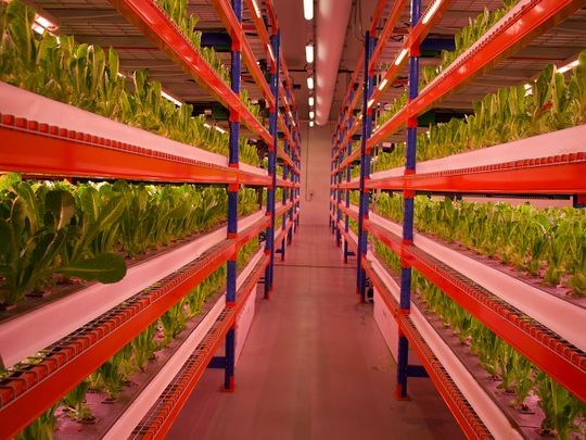 Emirates Flight Catering has just opened a new 330,000 sq. ft. #hydroponic facility, which is currently the world’s largest #verticalfarm! 🌱