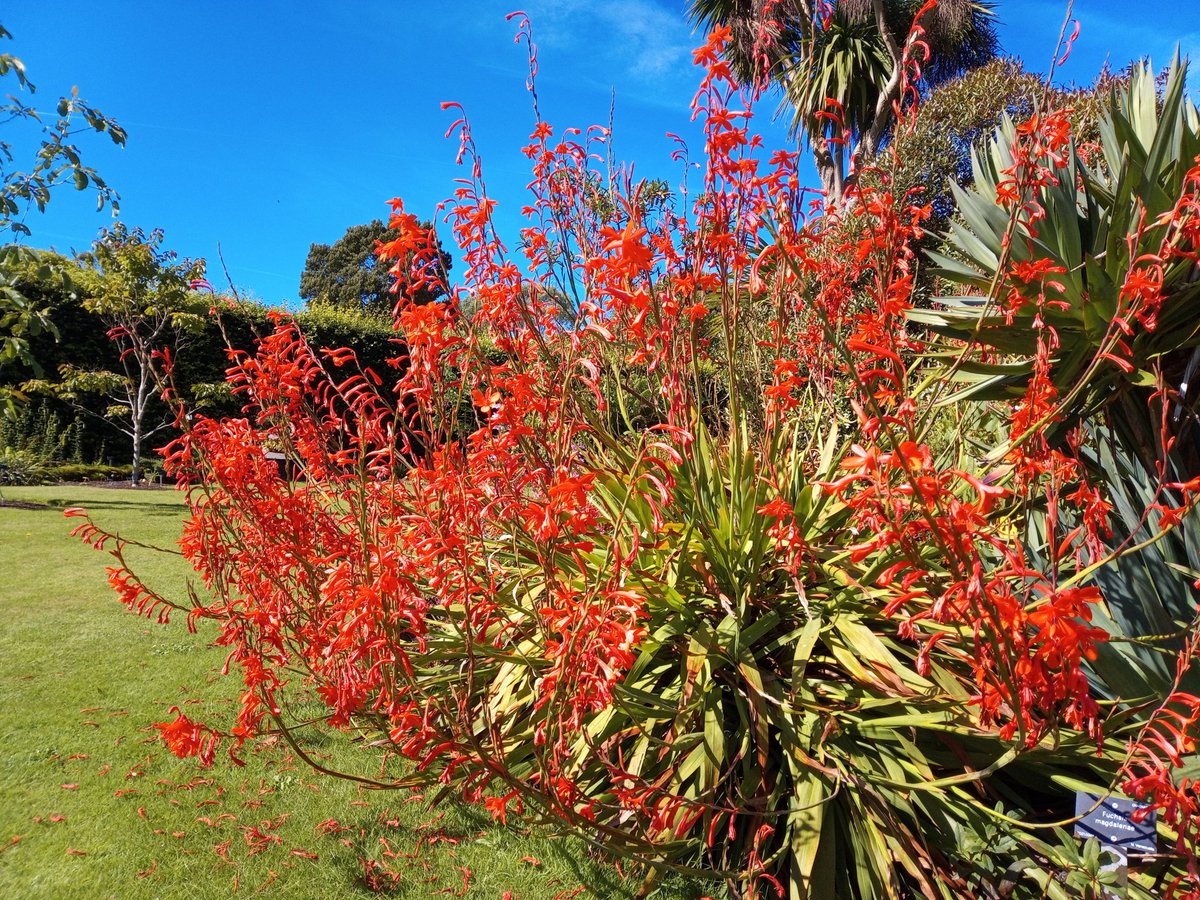 Logan Botanic Garden (@loganbotanicgdn) on Twitter photo Watsonia knysana, just one of the many South African bulbs that thrive at Scotland's Most Exotic Garden.
<a href="/TheBotanics/">Royal Botanic Garden Edinburgh</a>
<a href="/TheCaley/">The Caley</a>
<a href="/BenmoreBotGdn/">Benmore Botanic Garden</a>
<a href="/Dawyck/">Dawyck Botanic Garden</a> Watsonia knysana, just one of the many South African bulbs that thrive at Scotland's Most Exotic Garden.
<a href="/TheBotanics/">Royal Botanic Garden Edinburgh</a>
<a href="/TheCaley/">The Caley</a>
<a href="/BenmoreBotGdn/">Benmore Botanic Garden</a>
<a href="/Dawyck/">Dawyck Botanic Garden</a>
