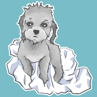 プードルのtwitterイラスト検索結果