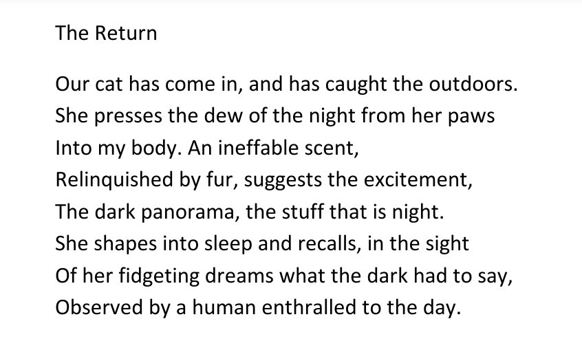 Poem for #InternationalCatDay2022