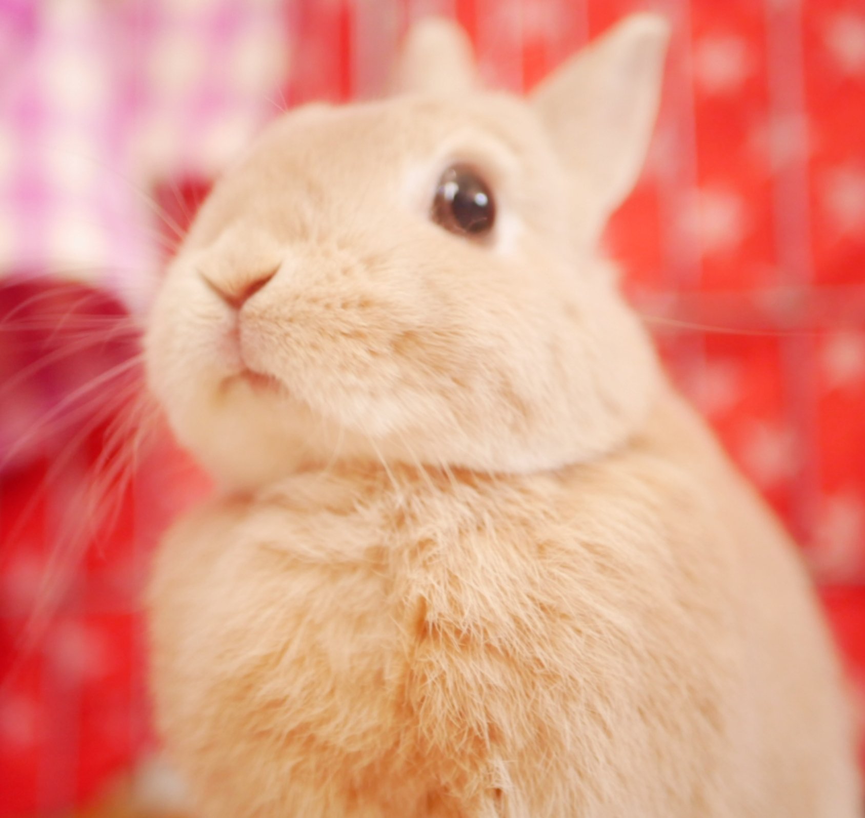 うさぎのひのき Hinoki Bunny びっくりちた あつくて うさぎのひのき T Co 263hfau2u7 Twitter