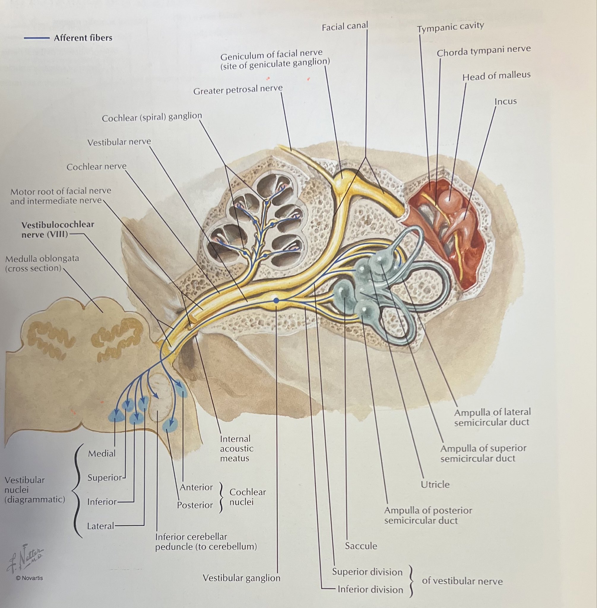 Netter Inner Ear Facial Nerve Anatomy Netter