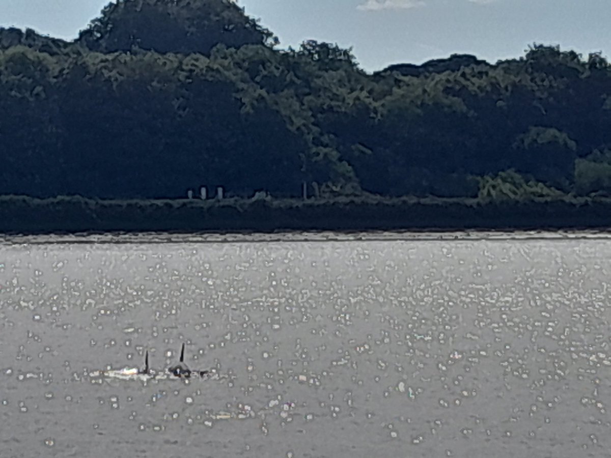 acebogle's tweet photo. 3 dolphins having fun in River Foyle close to City Centre 🐬 🐬 🐬 @barrabest @bbcnewsline @Dean_Journalist @utv https://t.co/5JmW0qjEXr