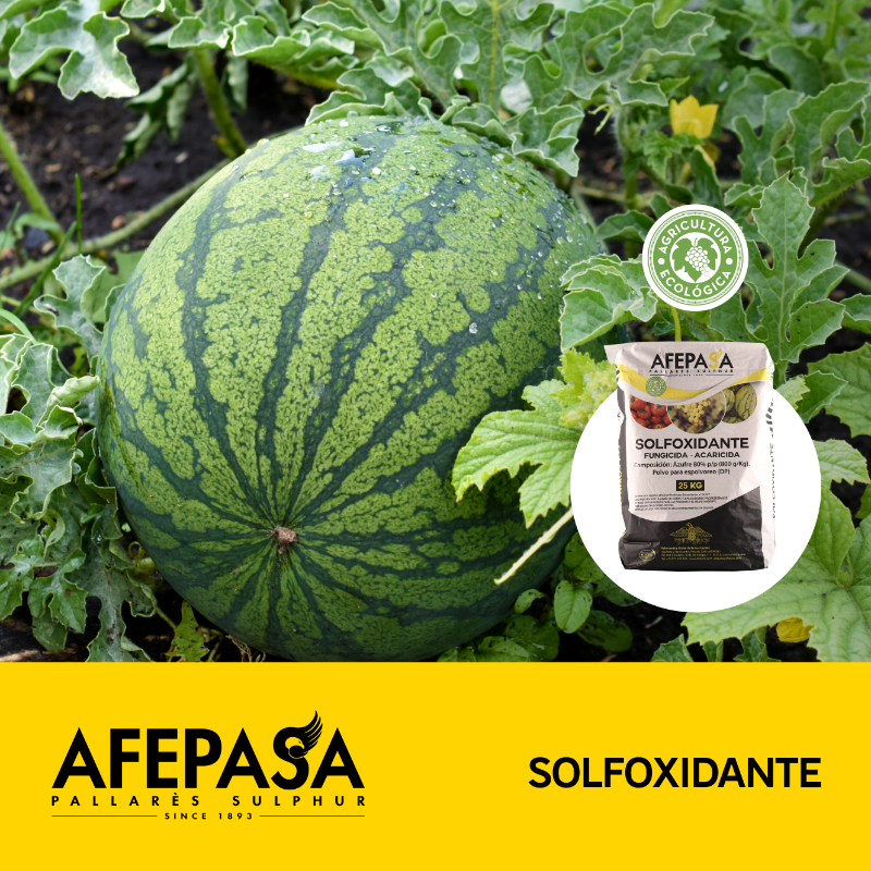 afepasa's tweet photo. ¡Sandías, melones y vid sanos!
🍉 SOLFOXIDANTE te ayuda de varias formas a proteger tus cosechas. Actúa contra los hongos y protege de la acción solar con un filtro ultravioleta. ¡Ah! Y no genera resistencia. ¡Descubre todas sus ventajas!
#afepasa #azufre #agricultura