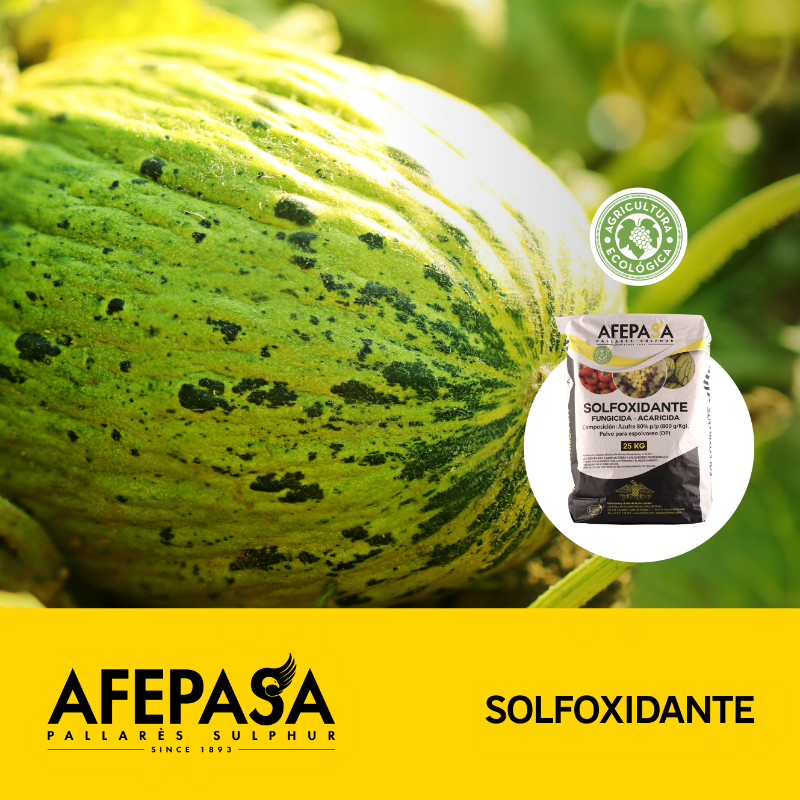 afepasa's tweet photo. ¡Sandías, melones y vid sanos!
🍉 SOLFOXIDANTE te ayuda de varias formas a proteger tus cosechas. Actúa contra los hongos y protege de la acción solar con un filtro ultravioleta. ¡Ah! Y no genera resistencia. ¡Descubre todas sus ventajas!
#afepasa #azufre #agricultura
