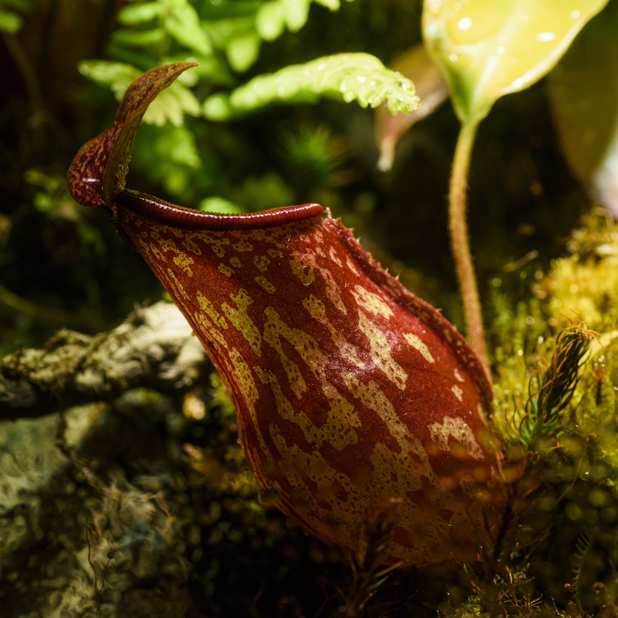 屋根裏部屋フォト 植物 食虫植物 テラリウム 北名古屋 T Co Iibngwji9l Twitter