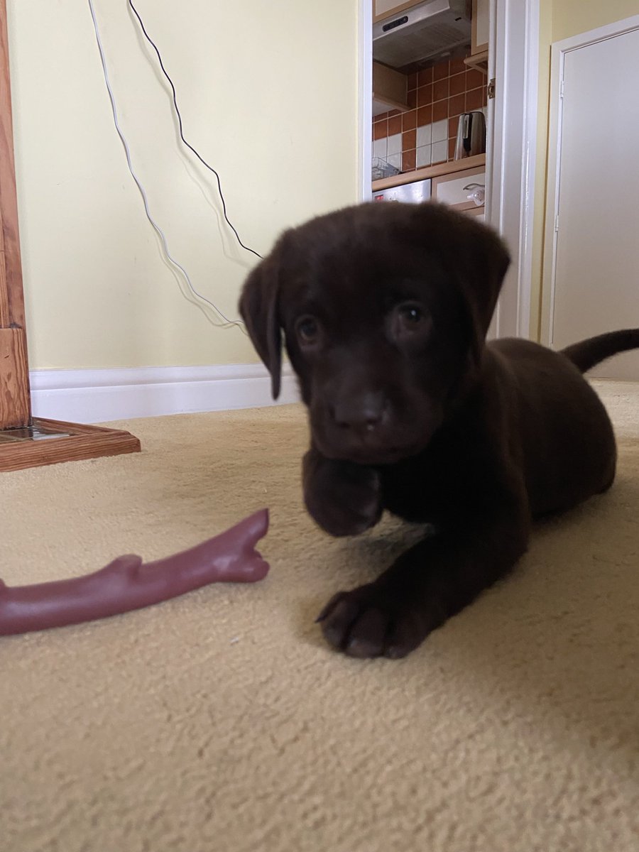 MissBLH's tweet photo. @Lisa_SEND Happy birthday from baby Poppy! https://t.co/md9RJfYDJe