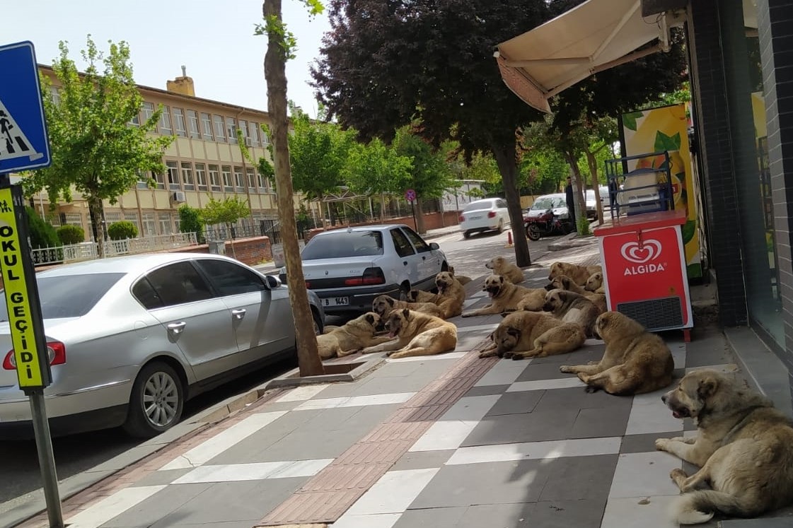 ethemkadri's tweet photo. Türkiye Açık Hava Tımarhanesi! 

Allah aşkına söyleyin, şu görüntüler normal mi?

#KöpekleriToplayın @KopekSorunu @GuvenliSokaklar @havritacom

@RTErdogan @tcbestepe @dbdevletbahceli @MustafaSentop @murat_kurum @suleymansoylu @VahitKirisci @kilicdarogluk @meral_aksener @Akparti https://t.co/OEleKLhsTK