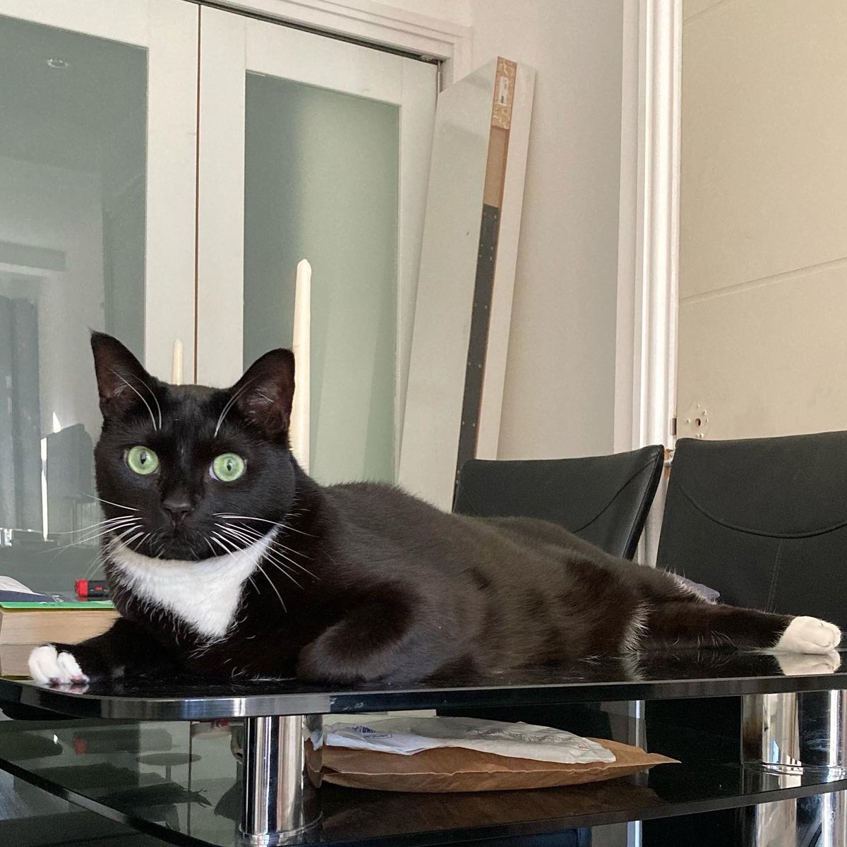 FunSizeSuze's tweet photo. Happy 5th birthday to my #FaradayCat and #BellatrixCat ❤️ We love you both so much, always and forever! Faraday enjoyed a birthday cake of tuna with barbecue salmon stick candles, and five crunchy fish biccies which he nibbled for Bellatrix ❤️❤️ @PawsMcByrndu #InternationalCatDay https://t.co/J5fGP0pqAX