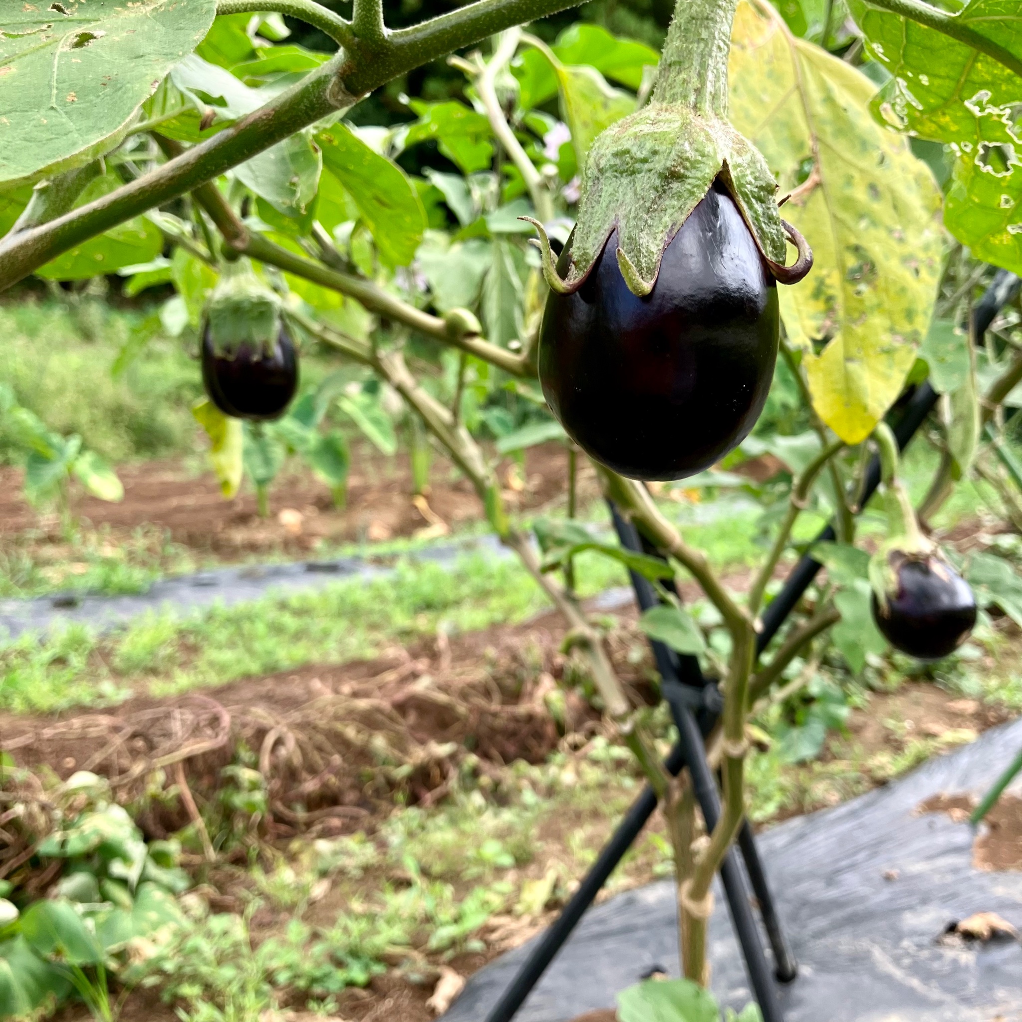 作太郎 サンキューファーム 米ナスの このぼかしは至高 米ナス 家庭菜園 農業 ガーデニング 農家 長崎県 T Co Pxofg9jjzk Twitter