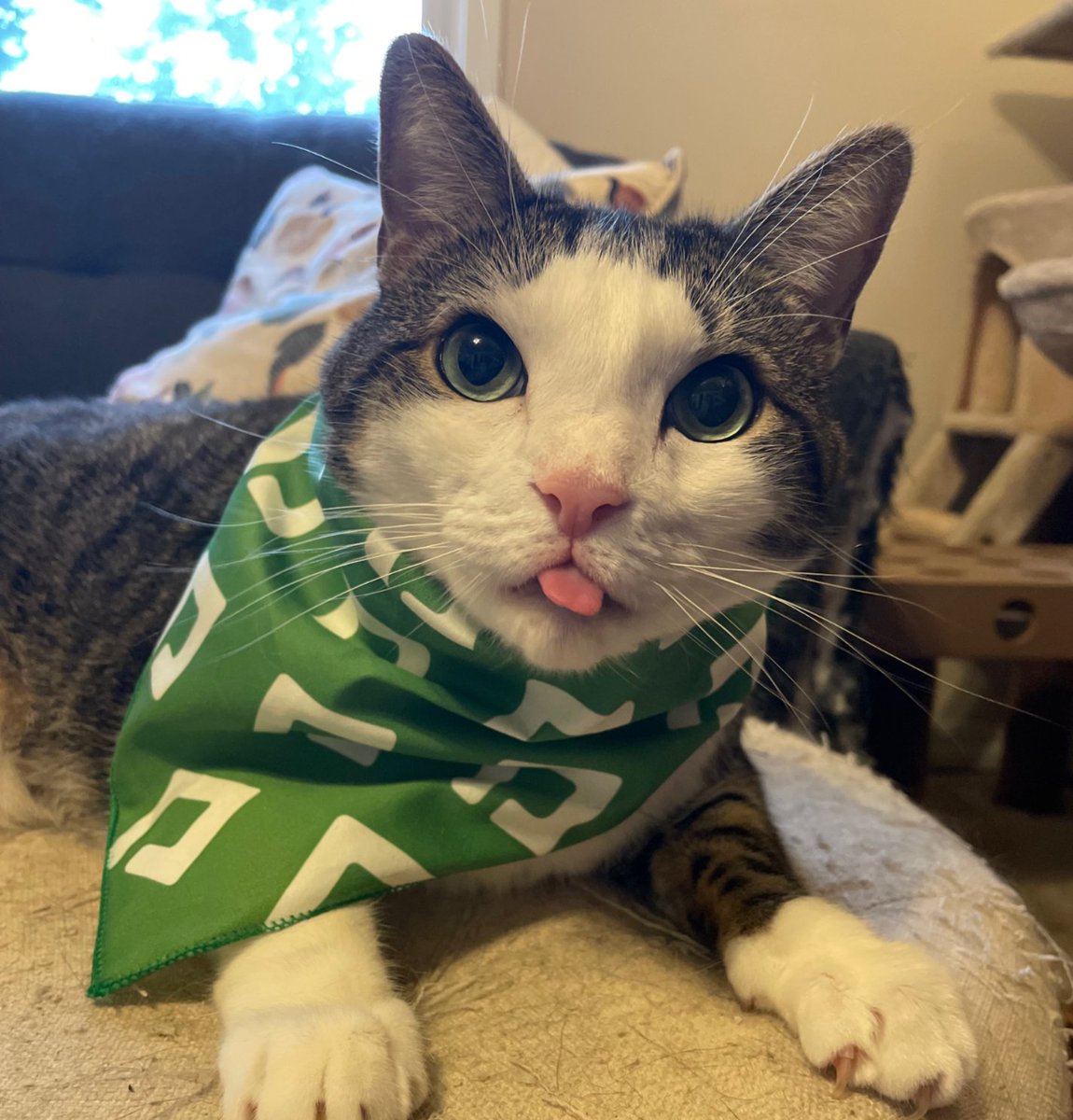 paycomcareers's tweet photo. They don’t always want to sit still, but when they do? **chef’s kiss** 

We know you’ve got the photos, and now it’s their time to shine! Submit the purr-fect photos of your family's feline and be sure to use the tag #PaycomPets! #InternationalCatDay https://t.co/3jznmoEACy