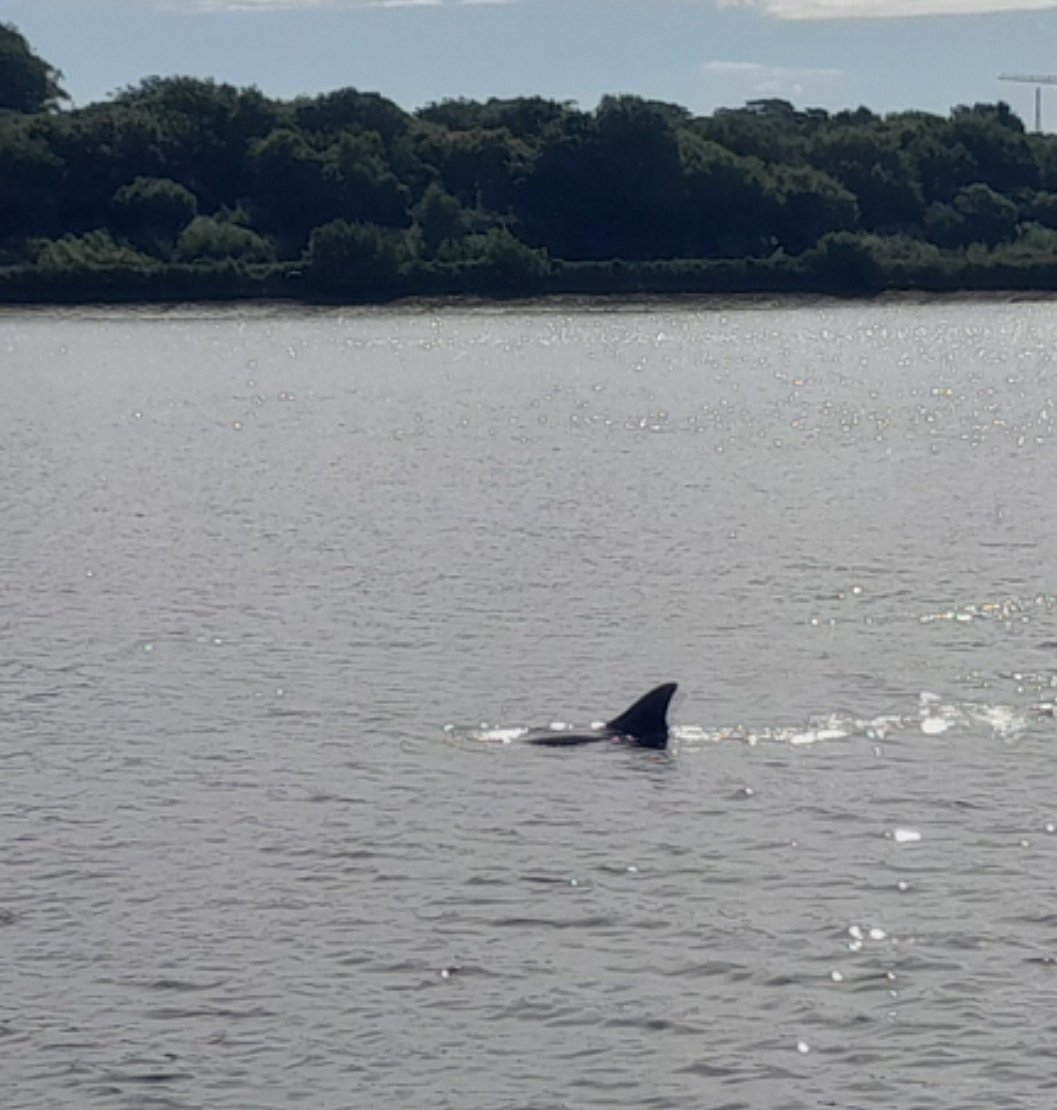 acebogle's tweet photo. #foyledolphins more dolphins spam. https://t.co/H70jgMteXF