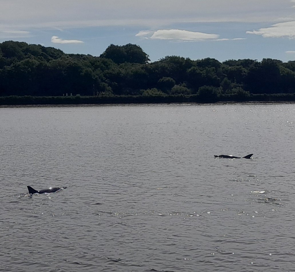 acebogle's tweet photo. #foyledolphins more dolphins spam. https://t.co/H70jgMteXF
